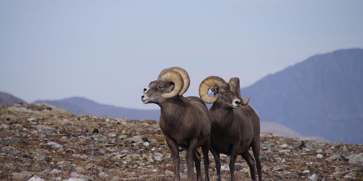 wildlife tour breckenridge